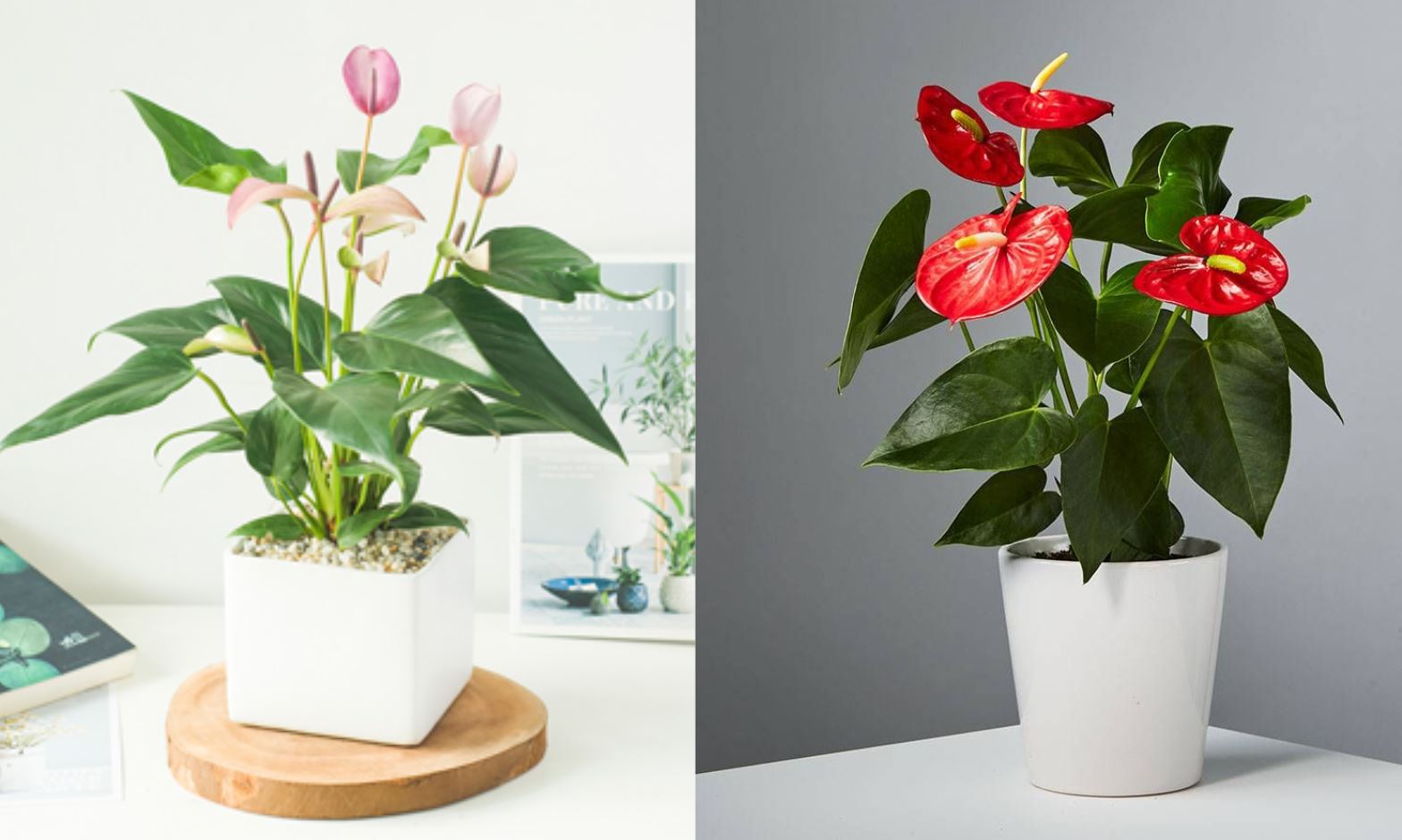 C&acirc;y phong thủy Hồng M&ocirc;n hợp mệnh Thổ